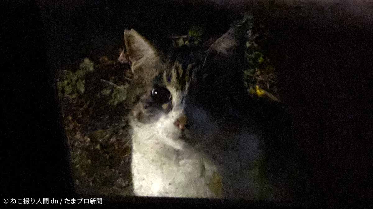 帰宅する猫