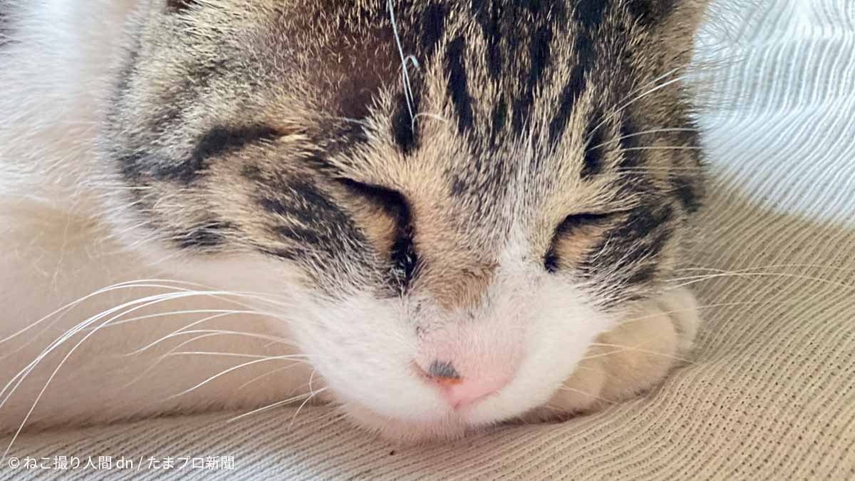 縞猫の寝顔