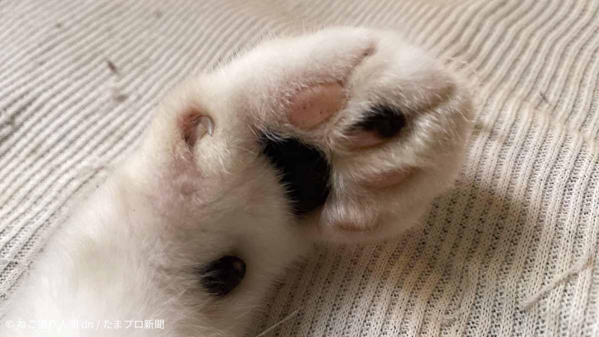 猫の肉球