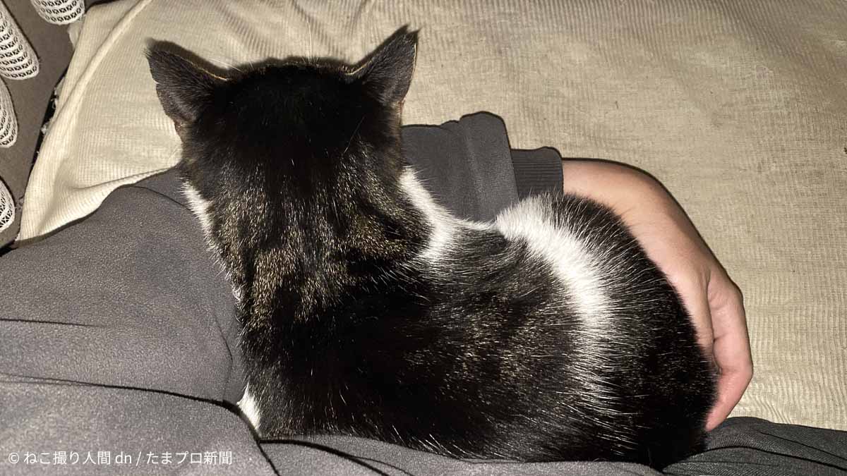 猫の背中