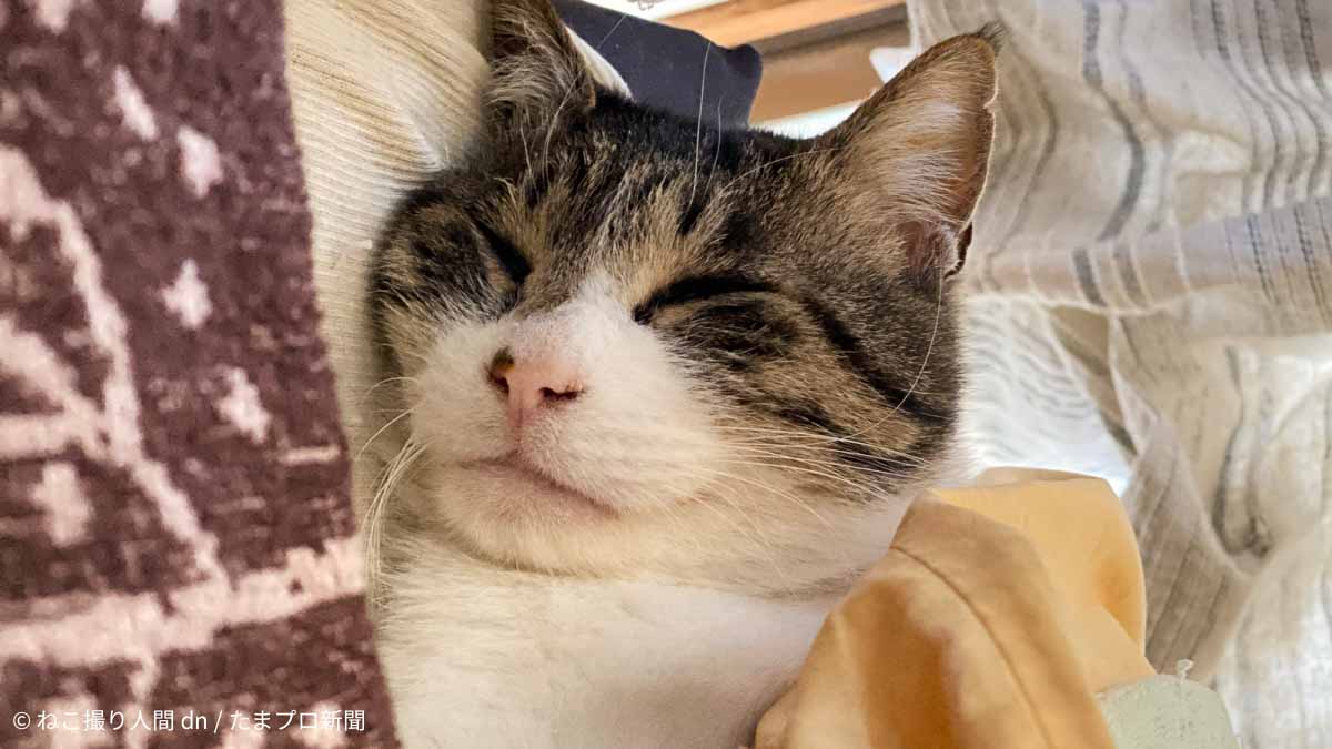 枕の横で寝る猫