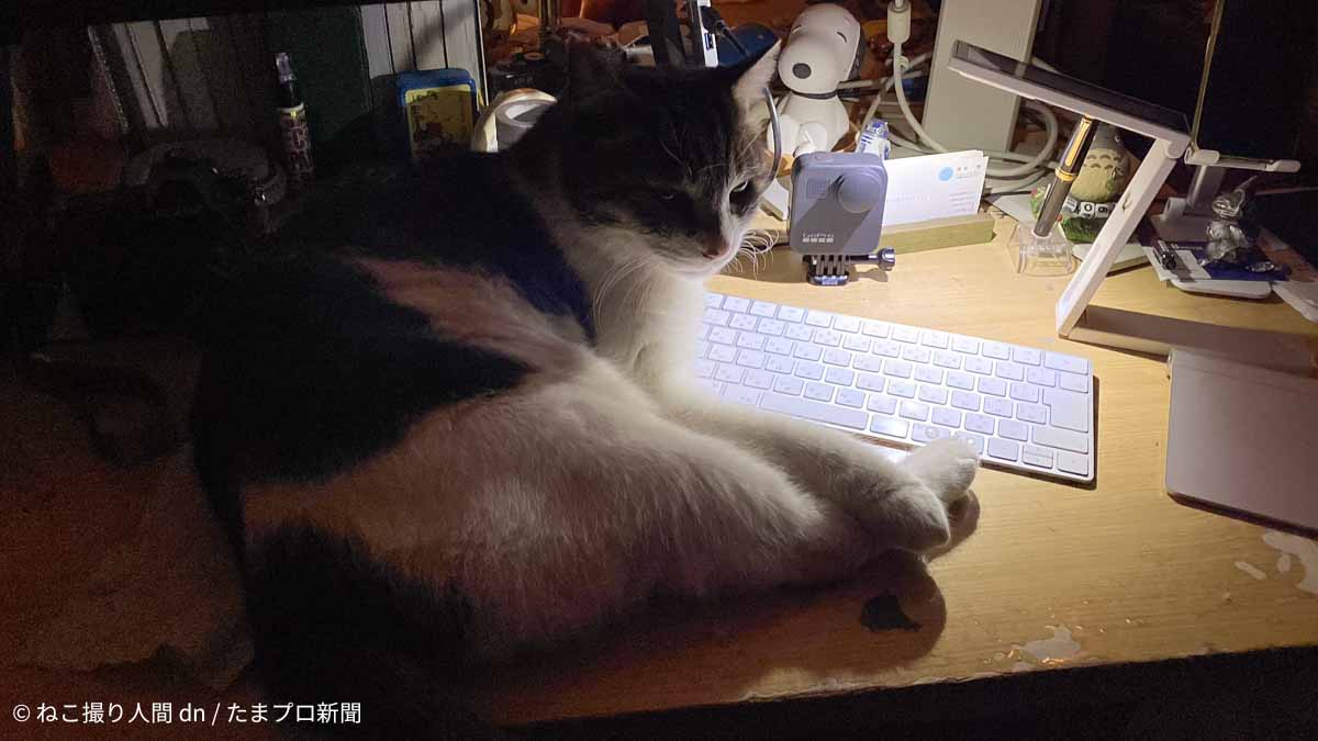 ネコハラ
