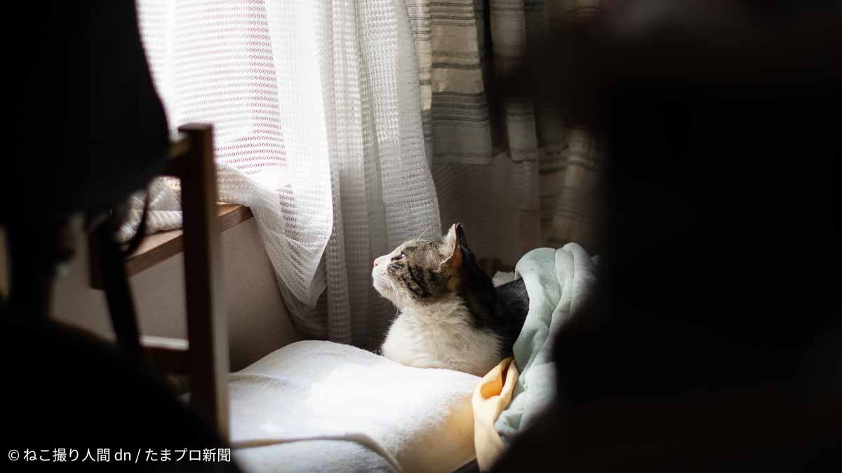 天気を確認する猫
