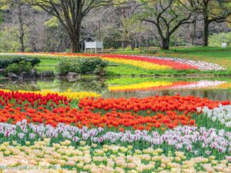 昭和記念公園のチューリップ畑
