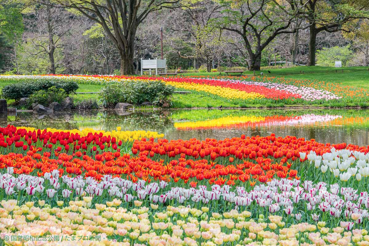 昭和記念公園のチューリップ畑
