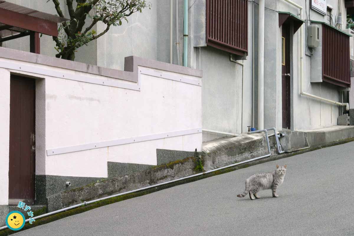 街角の猫