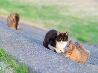 多摩川河川敷にいた３匹の猫
