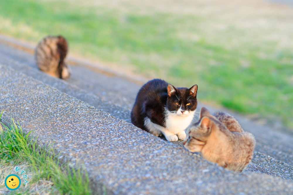 多摩川河川敷にいた3匹の猫