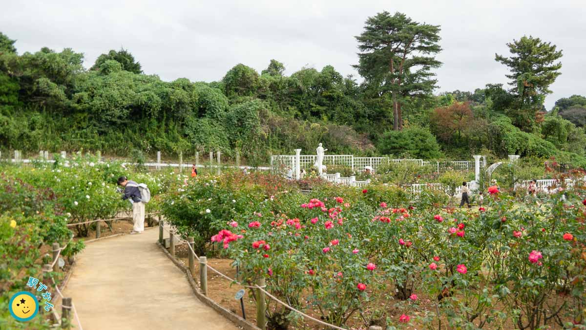 生田緑地ばら苑全景