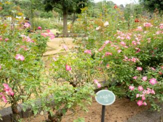 クンバヤのバラ園