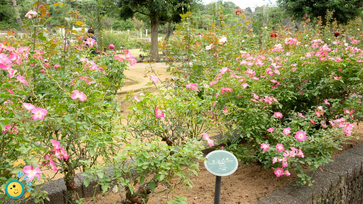 クンバヤのバラ園