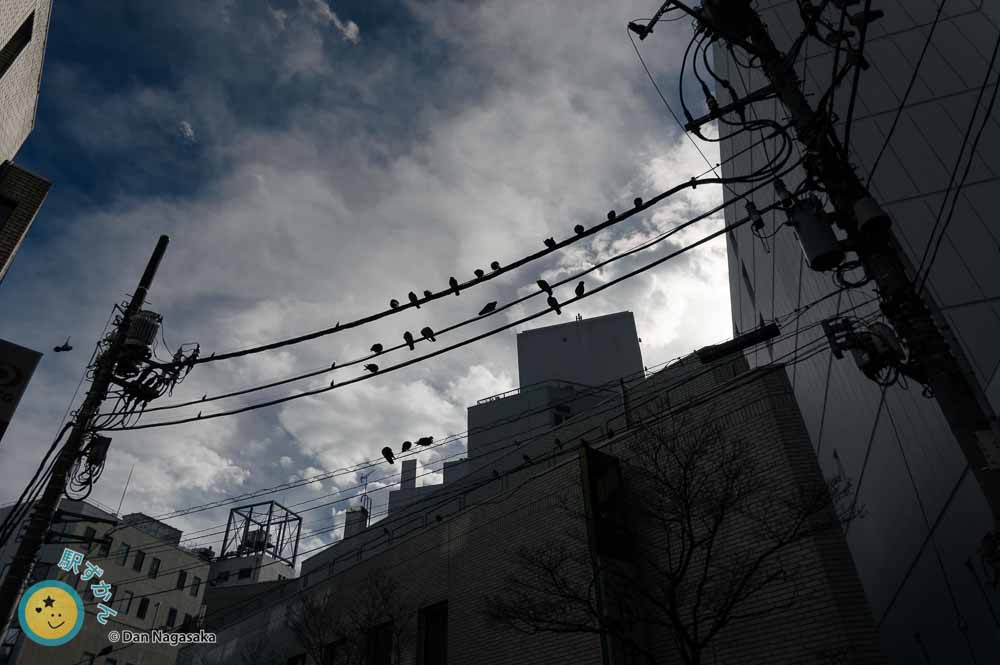 町田の空と電柱にとまる鳩たち