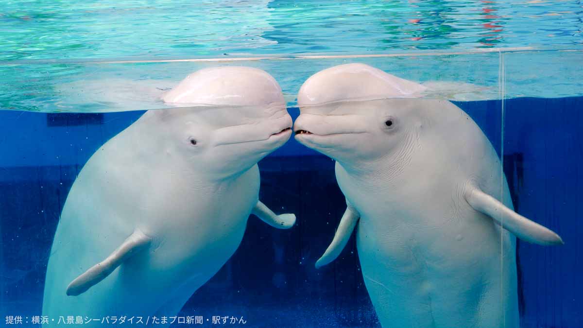 八景島のイルカ