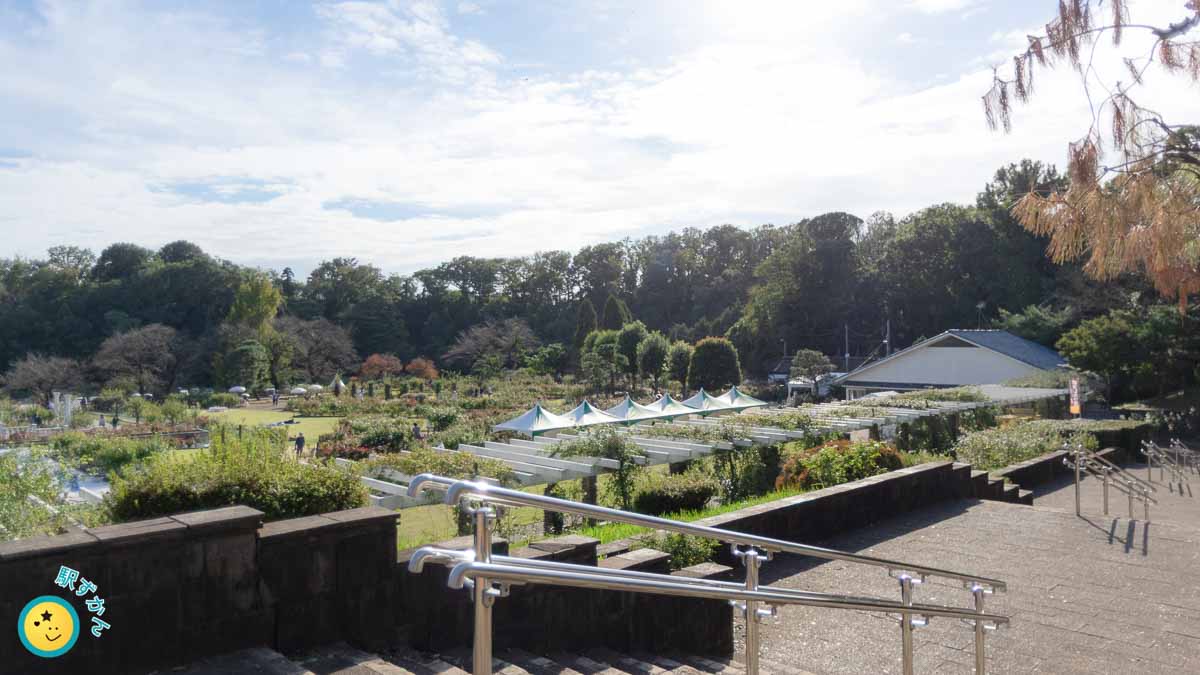 生田緑地ばら苑全景