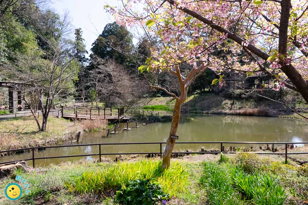 藤が丘公園の池と桜