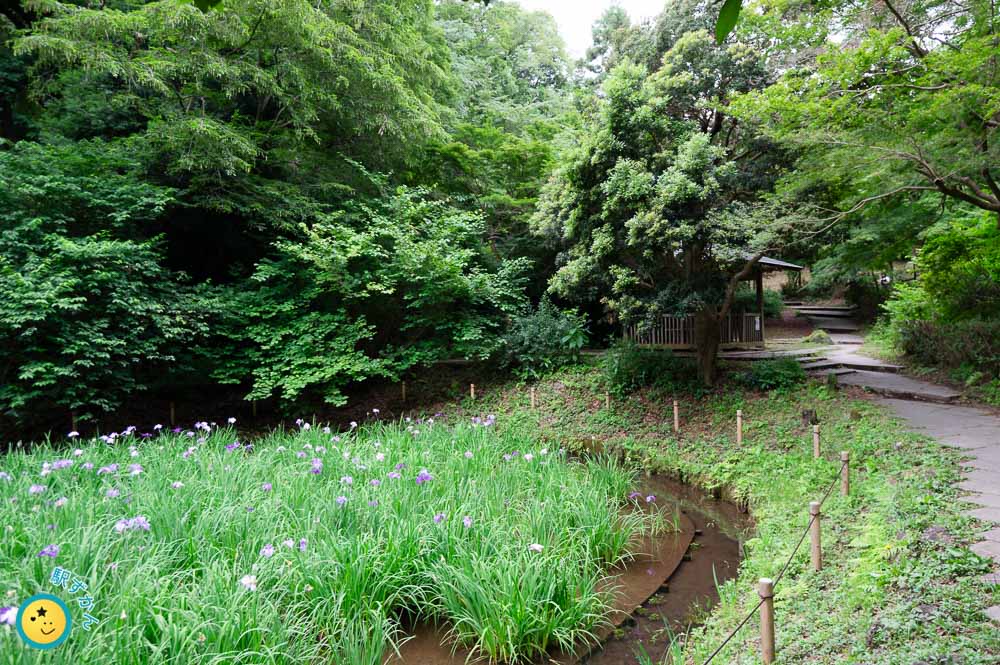 しょうぶ園より中央広場