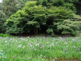 ハナショウブ2025年6月12日の開花状況