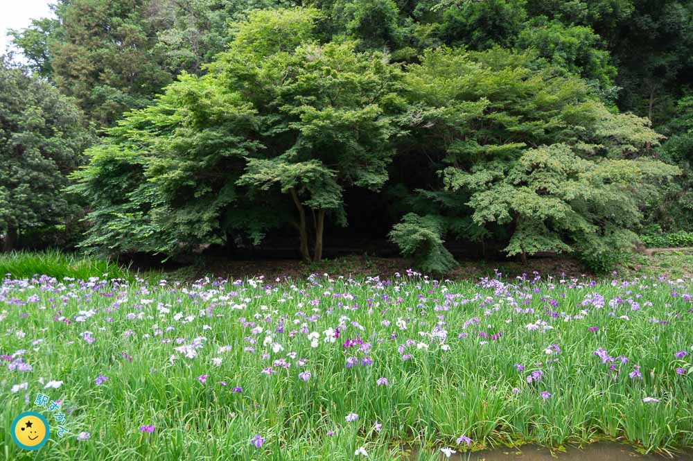 ハナショウブ2025年6月12日の開花状況
