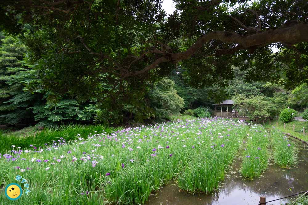 生田緑地しょうぶ園