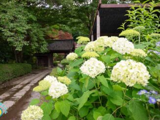 白い紫陽花