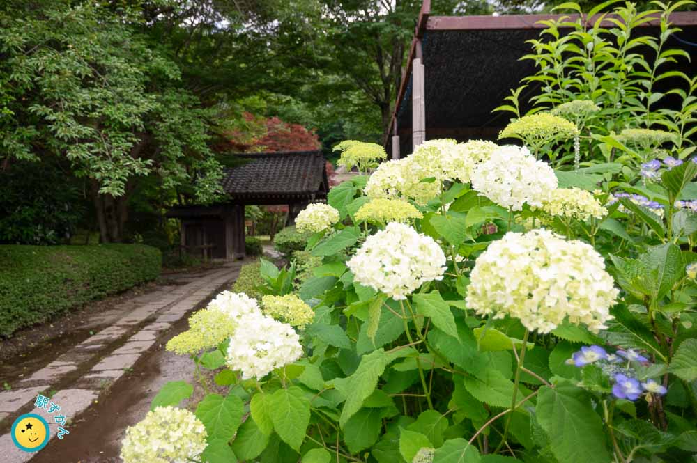 白い紫陽花