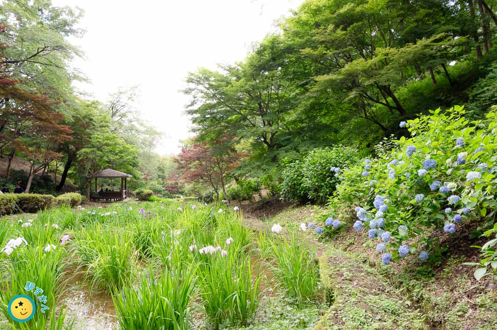 花菖蒲と紫陽花