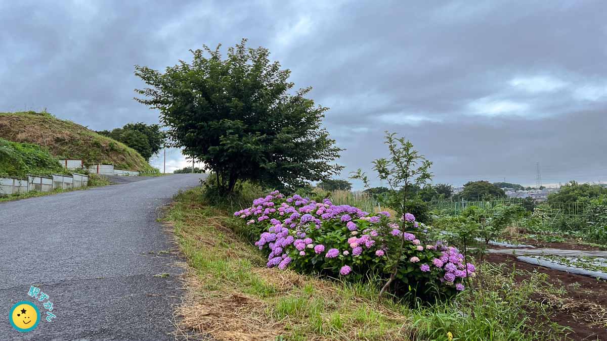 花桃の丘に咲く紫陽花