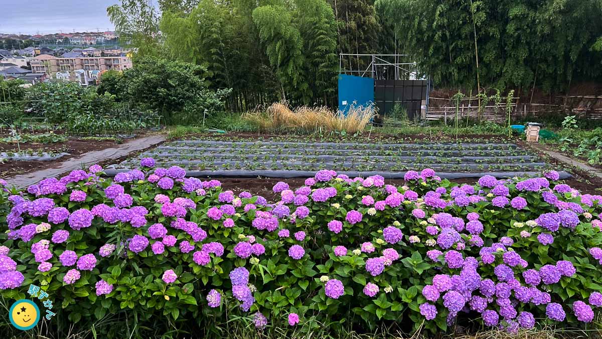 あじさいの花々