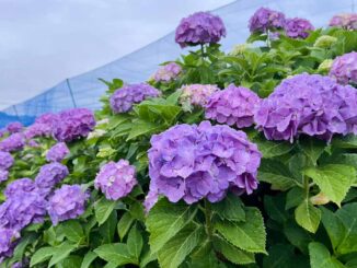 雨粒のついた紫陽花