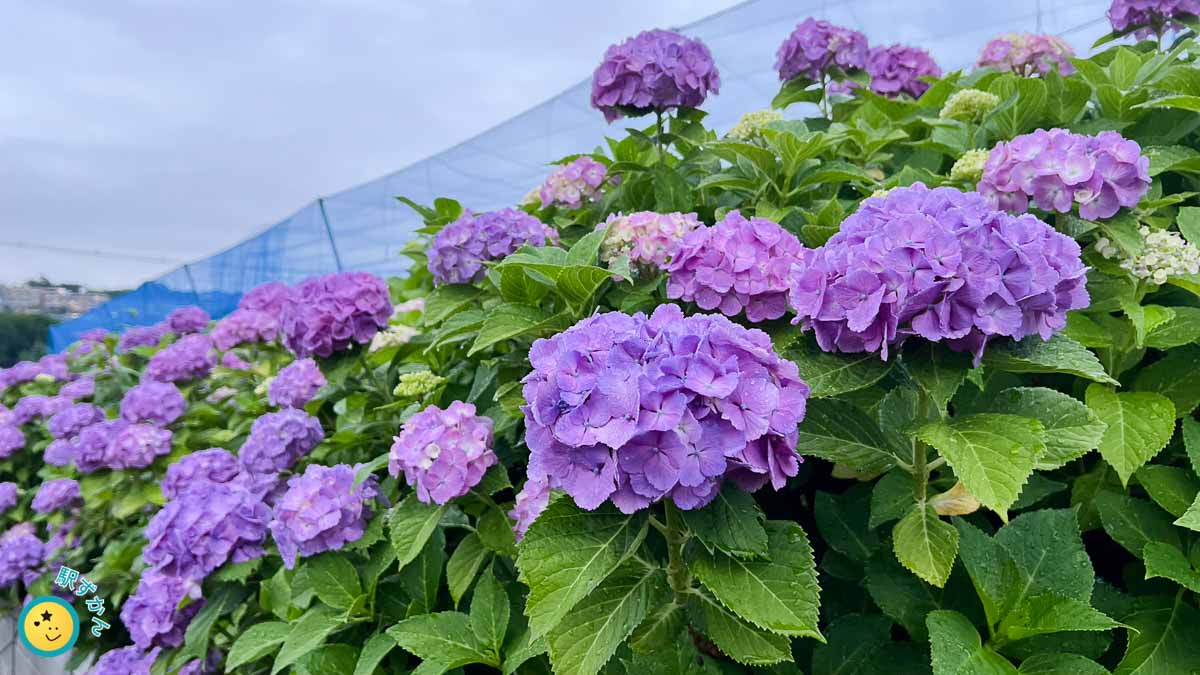 雨粒のついた紫陽花