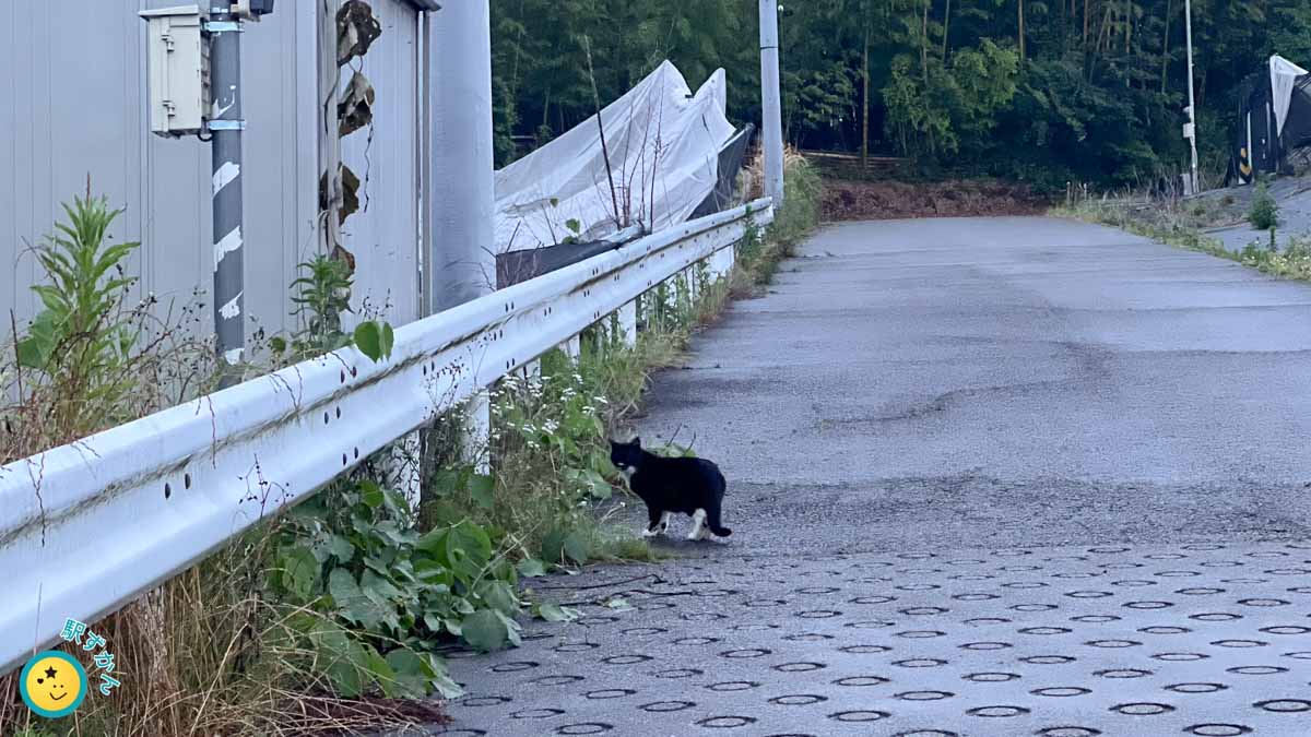 黒い地域猫