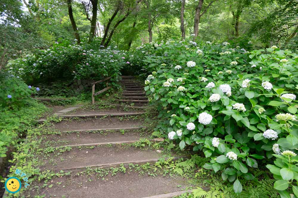 登り階段とアジサイ