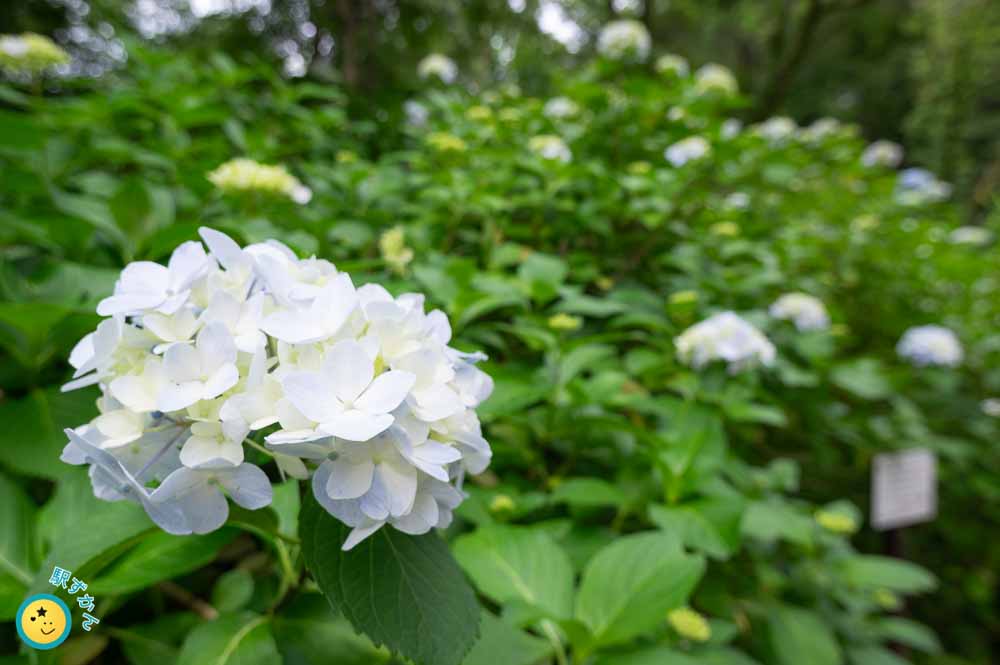 色づき前の紫陽花
