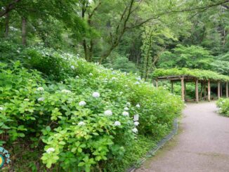 生田緑地あじさい山