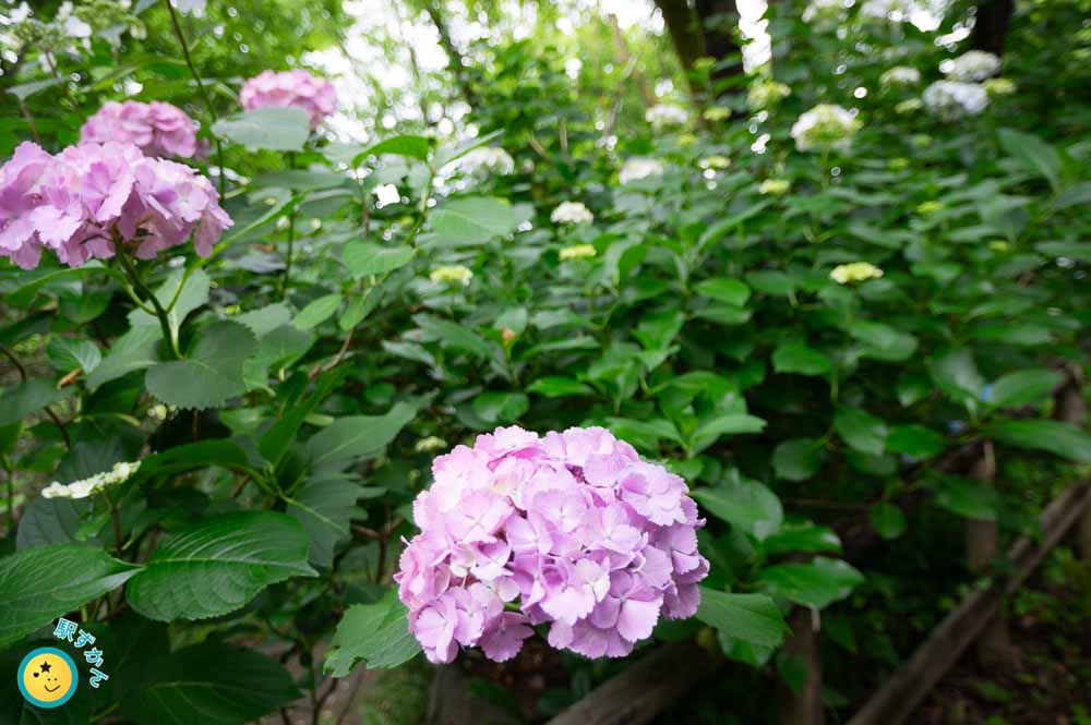 生田緑地あじさい山で咲くピンクの紫陽花