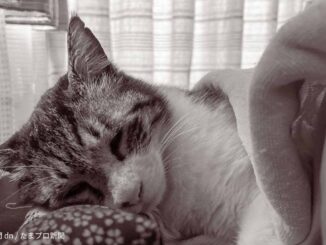 ねこ用枕(カメラ 長・ざ・ぶとん)で寝る猫