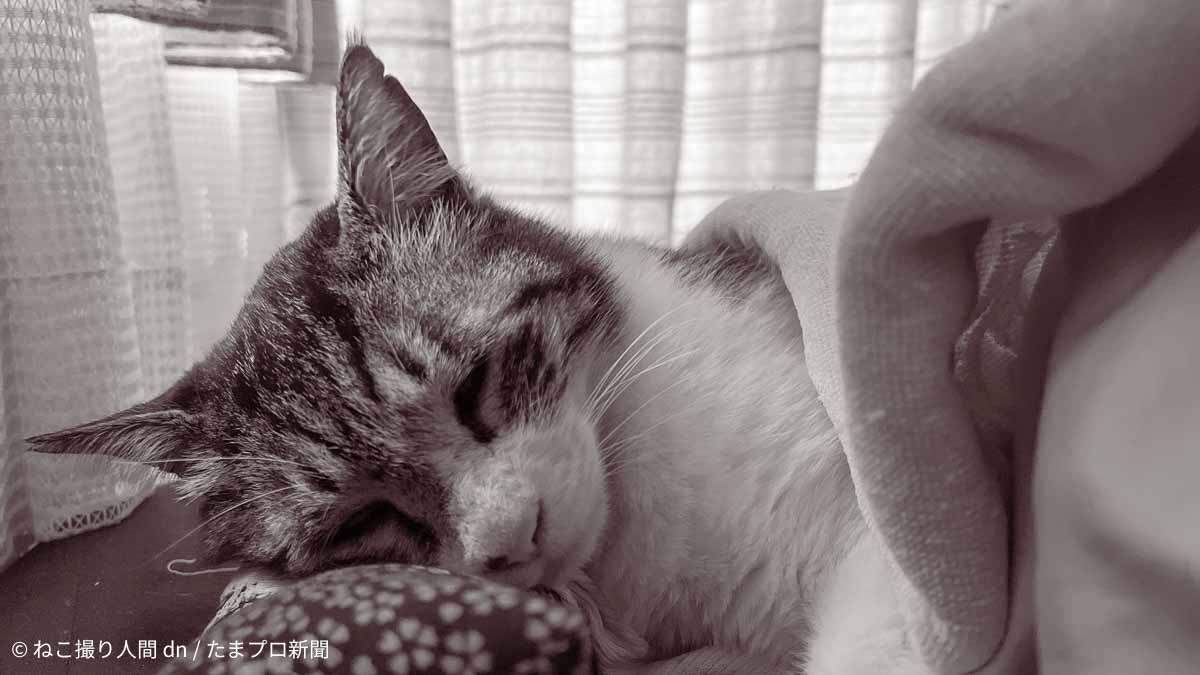 ねこ用枕(カメラ 長・ざ・ぶとん)で寝る猫