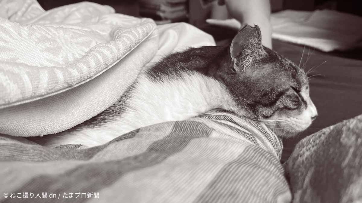 腕枕されて寝る猫