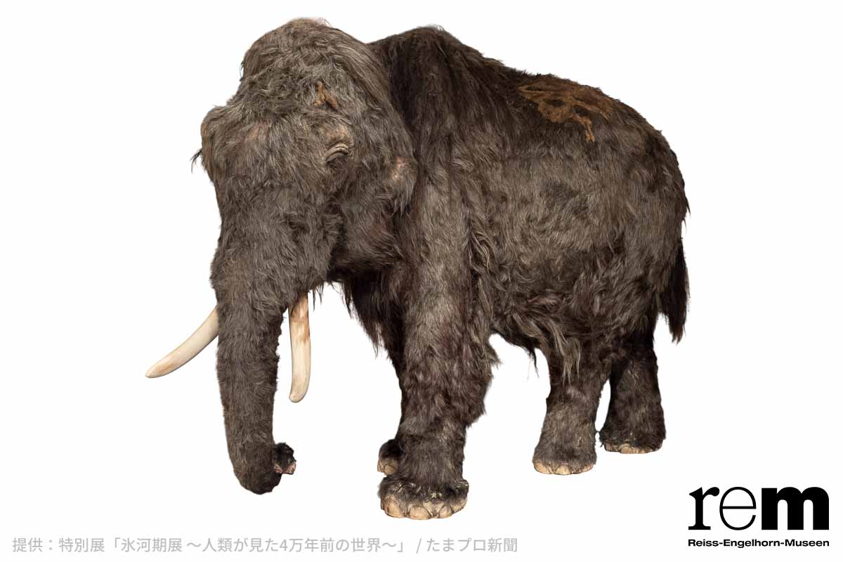 ケナガマンモスの生体復元模型