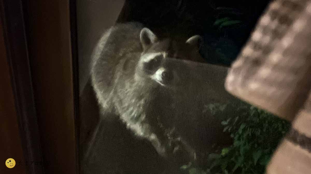 アライグマの視線