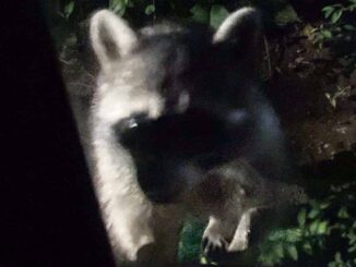 家に侵入しようとするアライグマ