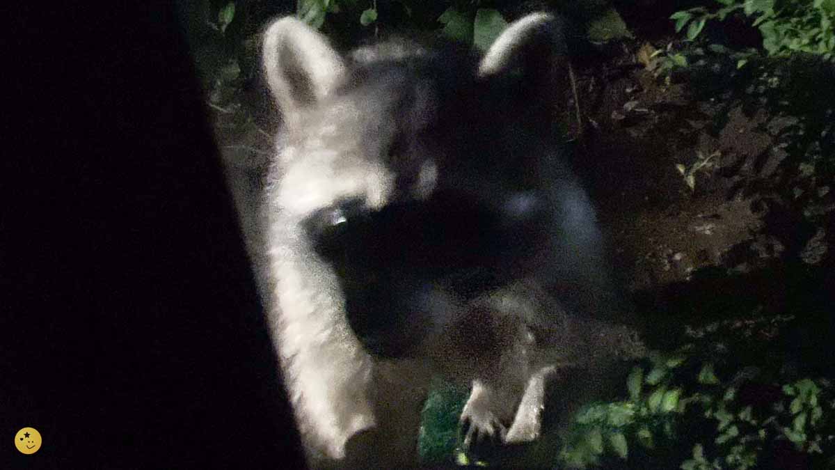 家に侵入しようとするアライグマ