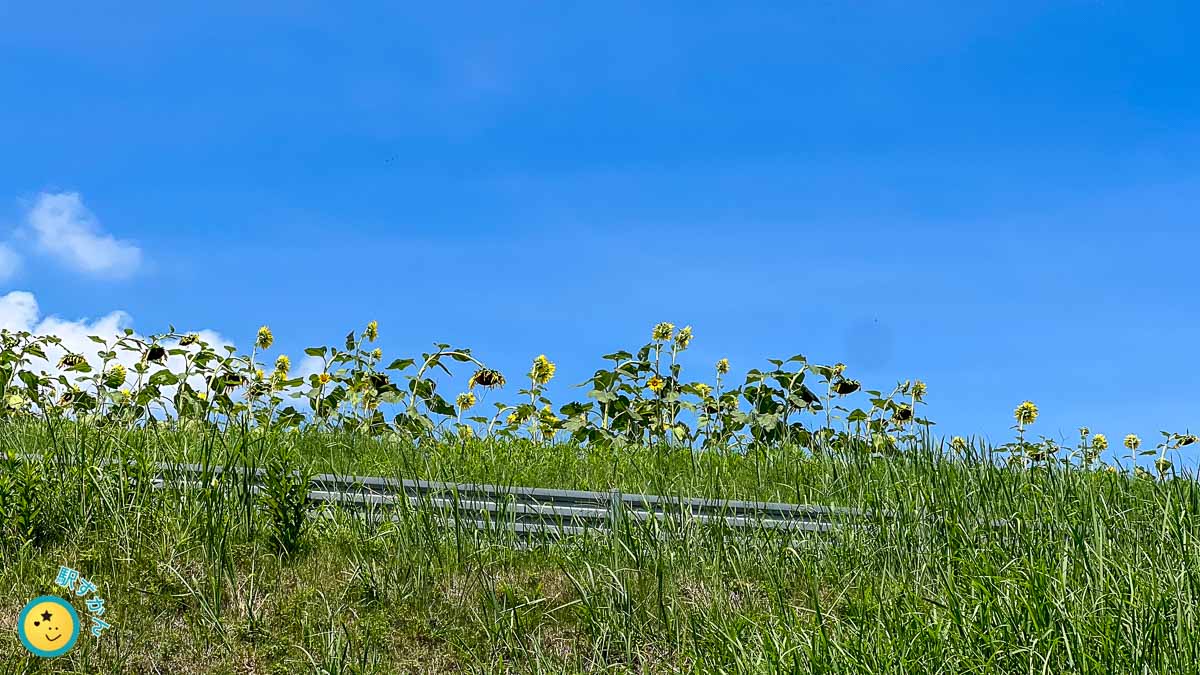 花桃の丘のひまわり