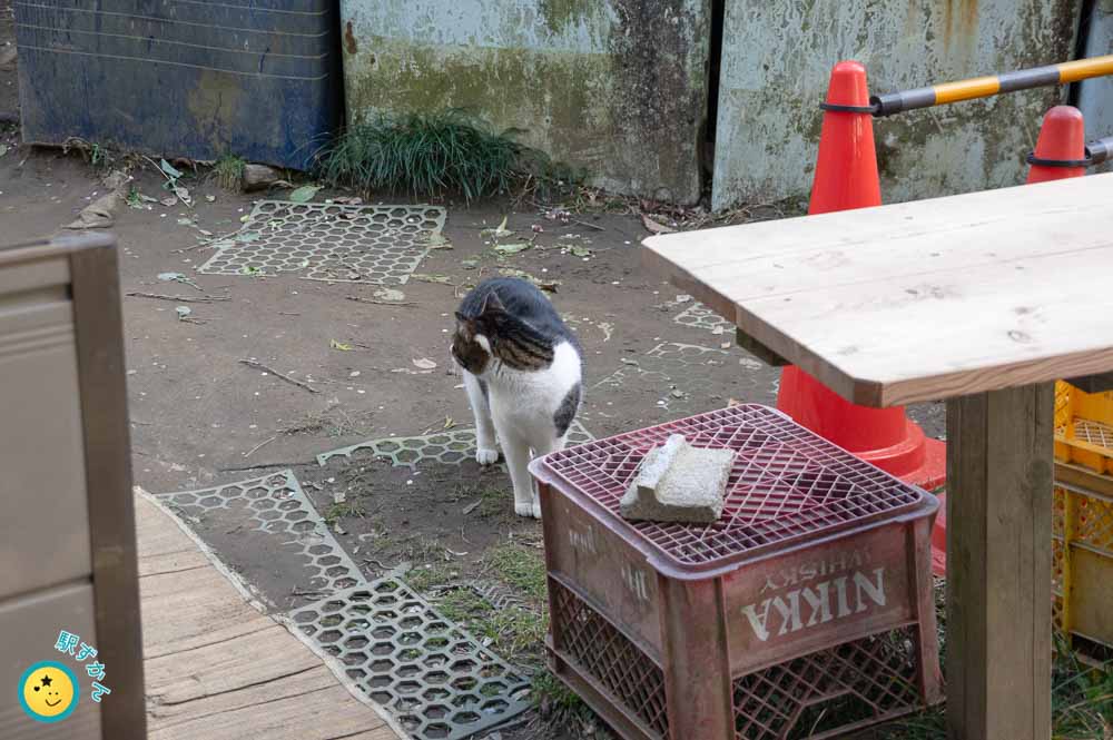 振り向く白黒猫