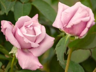 パステルパープルのバラの花