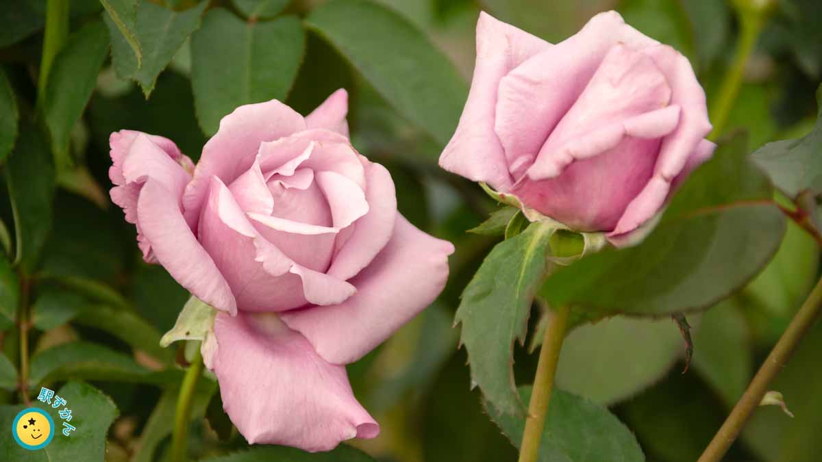 パステルパープルのバラの花