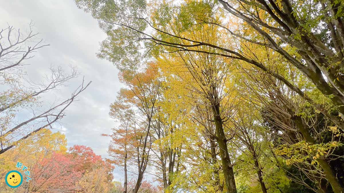 菅生緑地、11月11日の紅葉