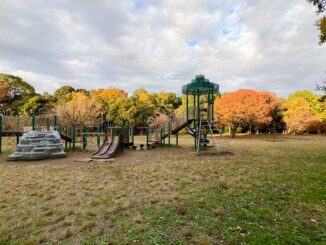 菅生緑地、11月11日の紅葉