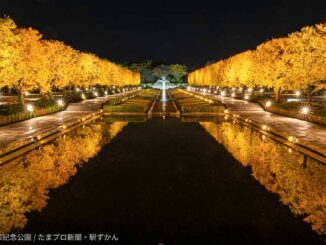 国営昭和記念公園 秋の夜散歩2025