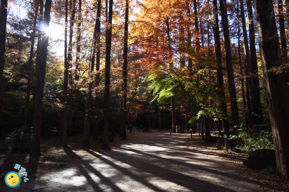 メタセコイアの林